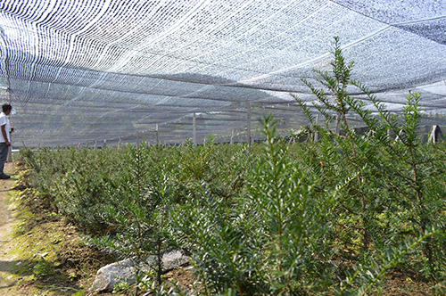 红豆杉种植成果展示